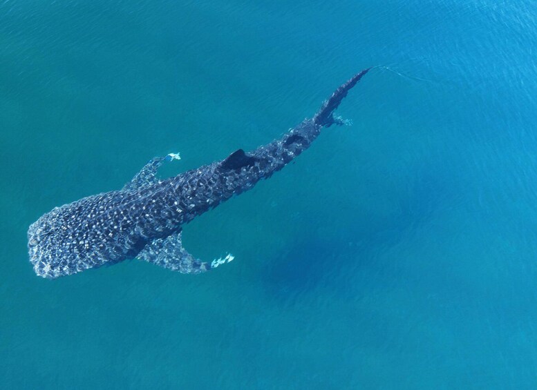 Picture 5 for Activity La Paz: Whale shark with a marine biologist.