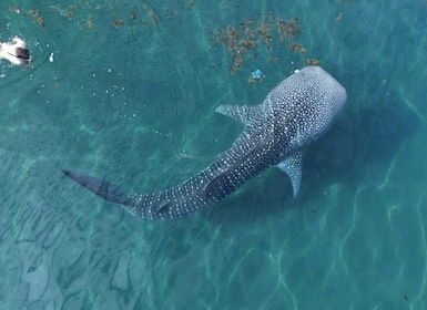 Whale shark with a marine biologist.