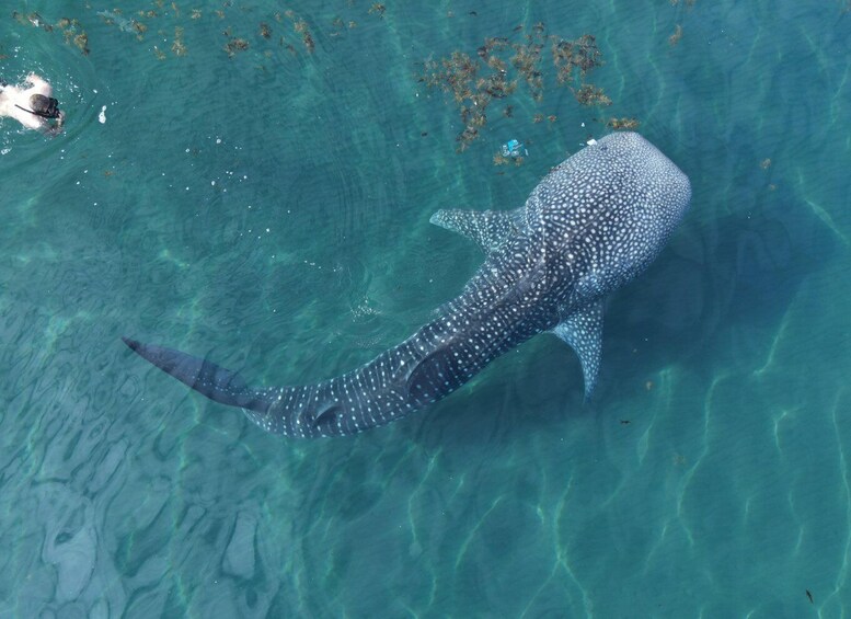 La Paz: Whale shark with a marine biologist.