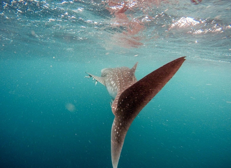 Picture 2 for Activity Whale shark with a marine biologist.