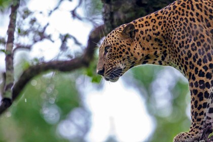 Hikkaduwa/Galle/Weligama/Mirissa: Safari i Yala Nationalpark