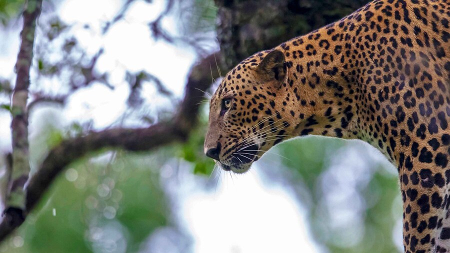 Hikkaduwa/Galle/Weligama/Mirissa: Yala National Park Safari