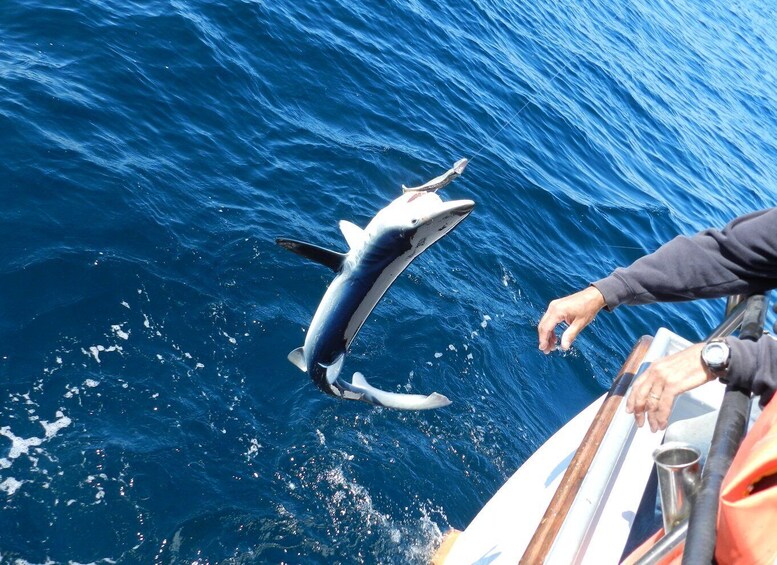 Picture 1 for Activity From San Leone: Private Bluefin Tuna Fishing Experience