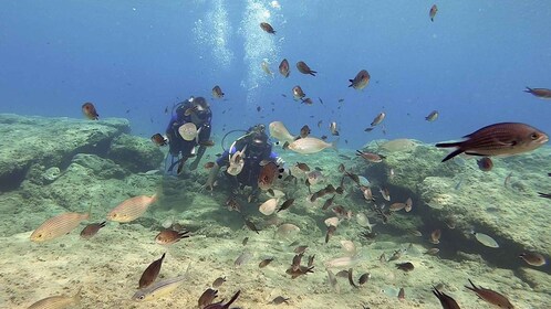 Heraklion: Beginner Scuba Diving Lesson with PADI Instructor