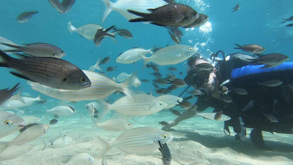 Picture 12 for Activity Heraklion: Beginner Scuba Diving Lesson with PADI Instructor