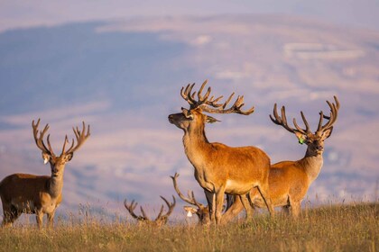 Vanuit Bakoe: Safari rondreis