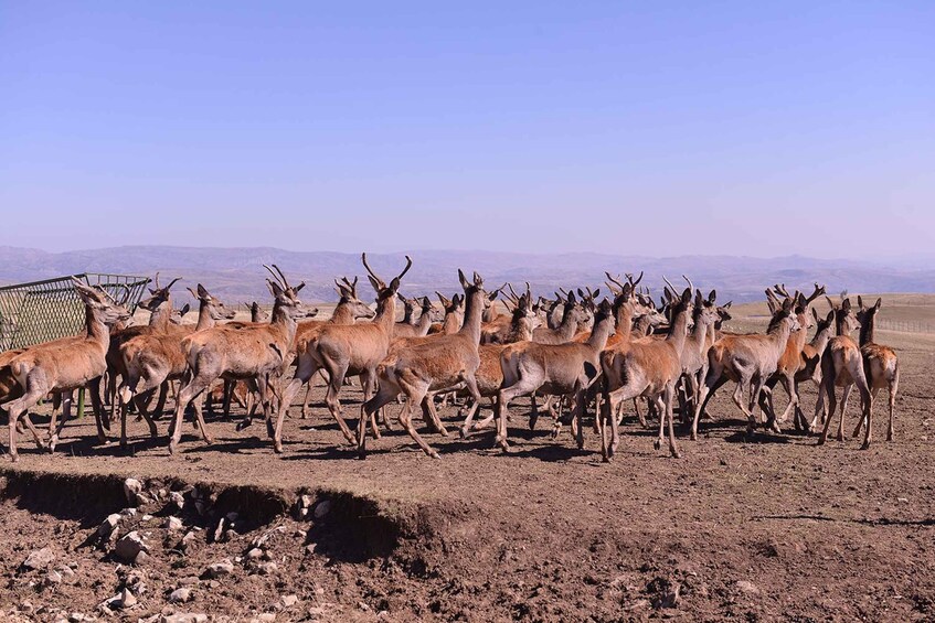 Picture 2 for Activity From Baku : Safari Tour