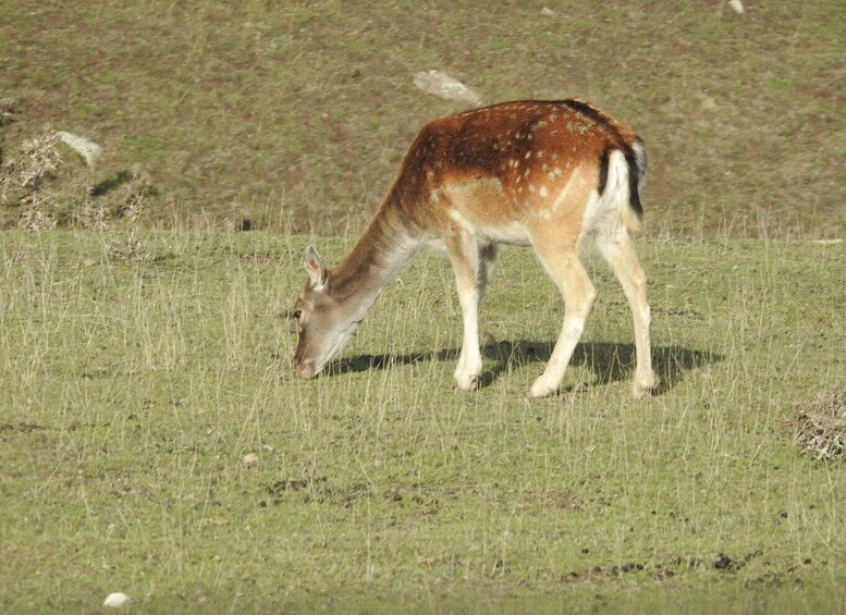 Picture 1 for Activity From Baku : Safari Tour