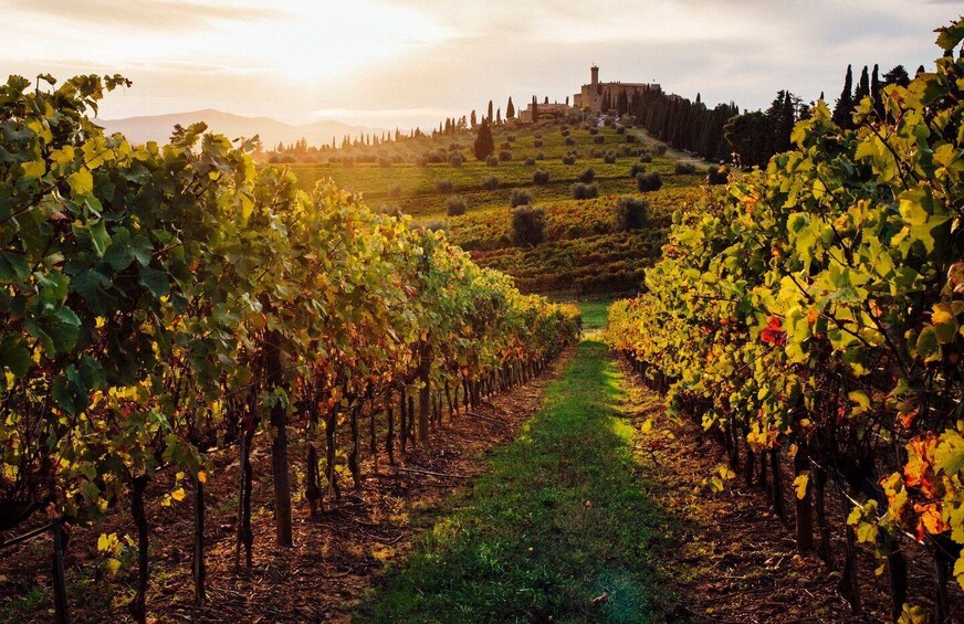 Picture 9 for Activity Traditional Tuscan Cooking Class in a Winery from Florence