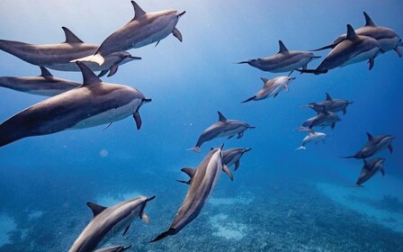 Maui: tour semiprivado de snorkel y delfines en balsa ecológica Lanai