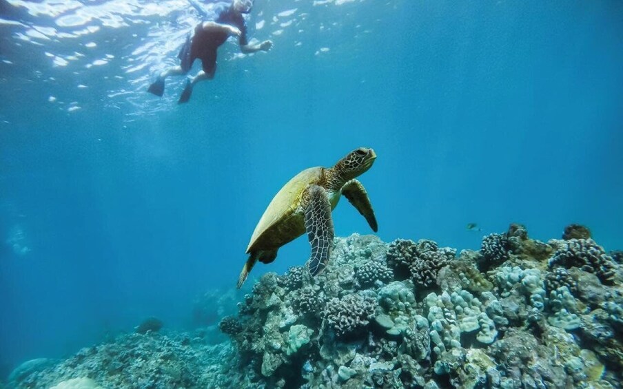 Picture 25 for Activity Maui: Semi-Private 5HR Eco-Raft Lanai Snorkel & Dolphin Tour