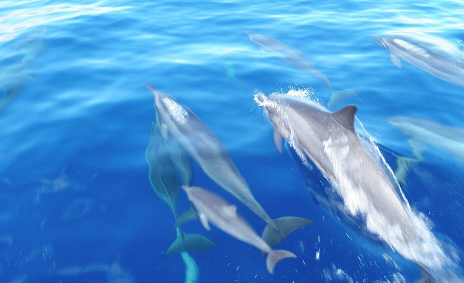 Picture 8 for Activity Maui: Semi-Private Eco-Raft Lanai Snorkel & Dolphin Tour