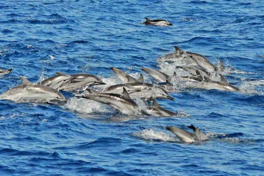 Picture 2 for Activity Gran Canaria : Dolphin boat excursion and market on Fridays