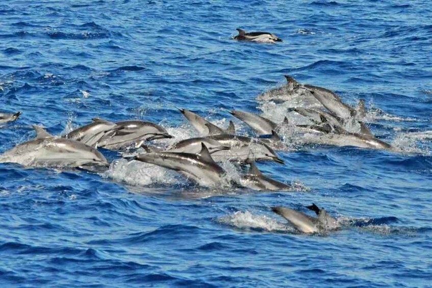 Picture 2 for Activity Gran Canaria : Dolphin boat excursion and market on Fridays