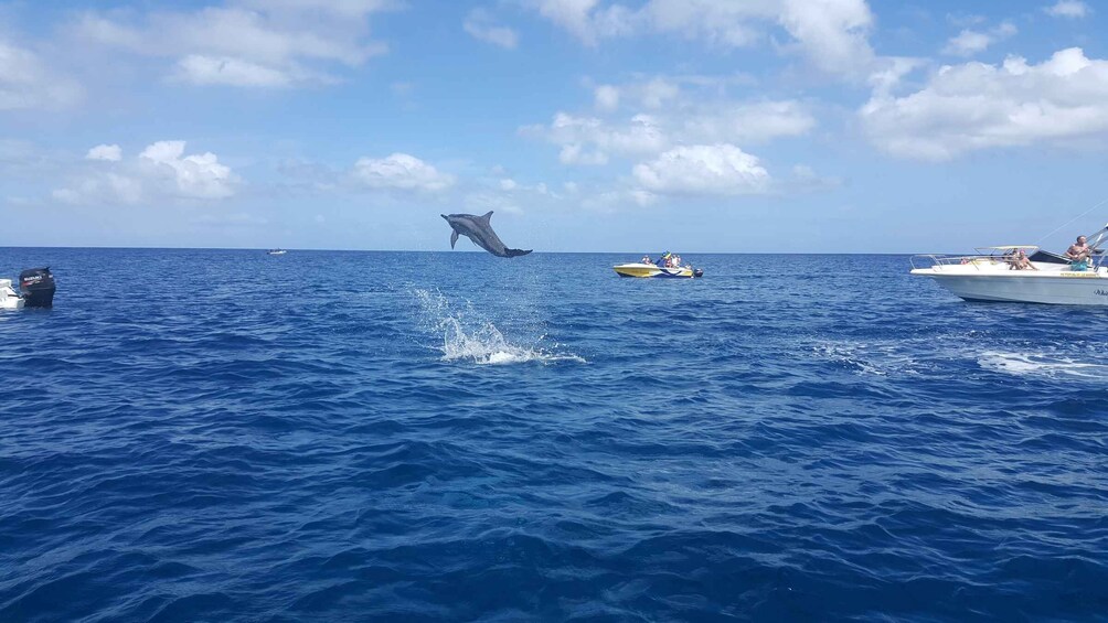 Picture 1 for Activity Mauritius: Ocean Swim with Dolphins & Benetiers Island Tour