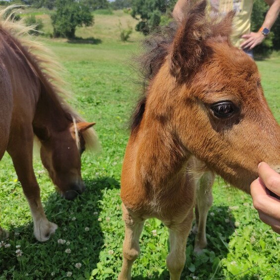 Picture 2 for Activity Thessaloniki:Horse Riding in a farm