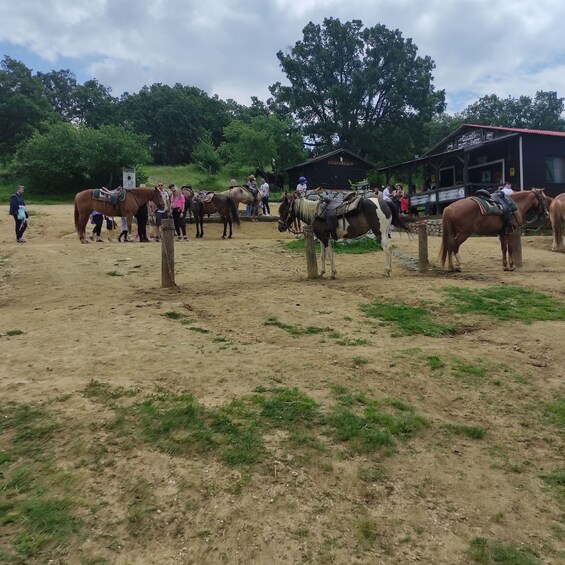 Picture 5 for Activity Thessaloniki:Horse Riding in a farm