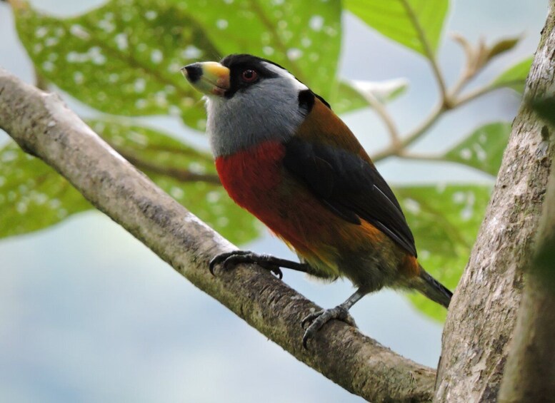 Picture 6 for Activity Cali: Bird Watching in The San Antonio Fog Forest