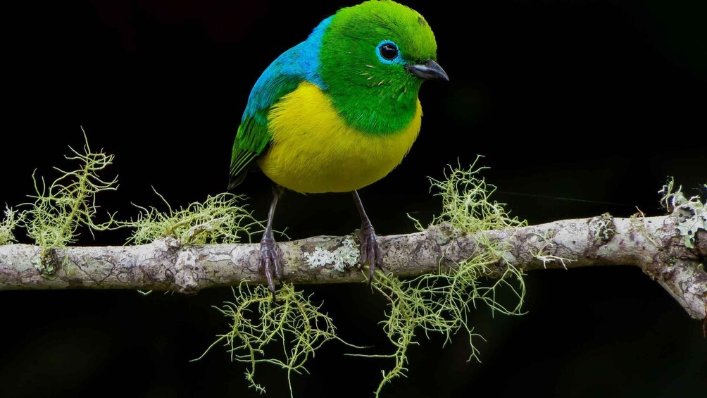 Cali: Bird Watching in The San Antonio Fog Forest