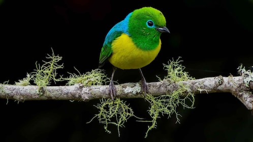 Cali: Fuglekikking i tåkeskogen i San Antonio