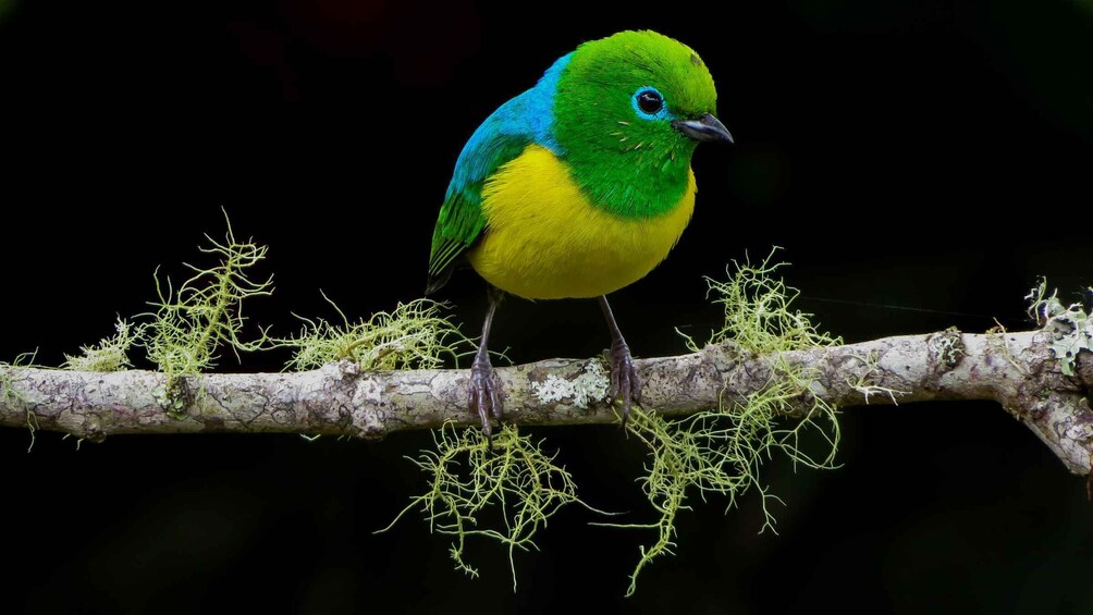 Cali: Bird Watching in The San Antonio Fog Forest