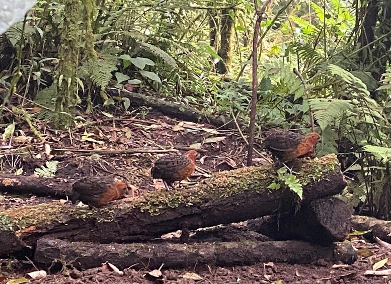 Picture 3 for Activity Cali: Bird Watching in The San Antonio Fog Forest