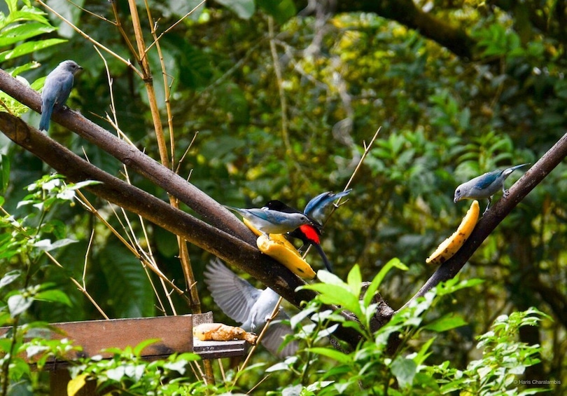 Picture 1 for Activity Cali: Bird Watching in The San Antonio Fog Forest