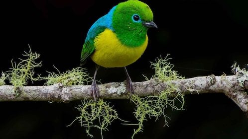 Bird Watching in Cali, Colombia: The San Antonio Fog Forest