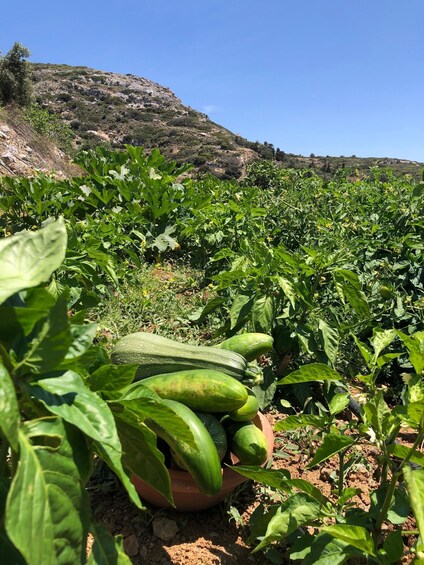 Picture 9 for Activity Melanes: Naxos Perivoli Farm & Cooking Class with Wood Fire