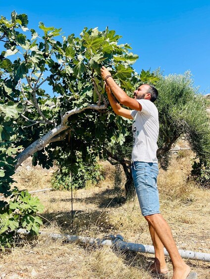 Picture 4 for Activity Melanes: Naxos Perivoli Farm & Cooking Class with Wood Fire