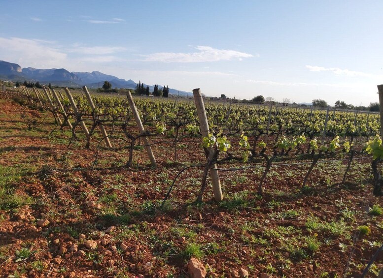 Picture 5 for Activity Mallorca: Wine Cellar Tour XL - 3 Wine Tastings incl. GERMAN