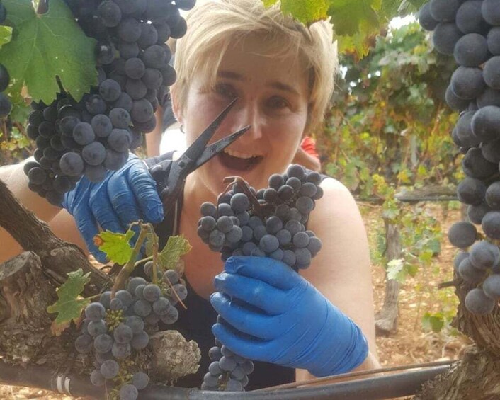 Mallorca: Wine Cellar Tour XL - including 3 Wine Tastings
