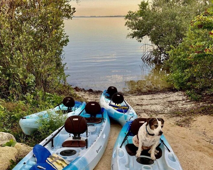 Picture 3 for Activity Merritt Island: Guided Kayak or SUP Tour Along Banana River