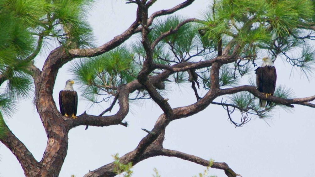 Picture 8 for Activity Merritt Island: Guided Kayak or SUP Tour Along Banana River