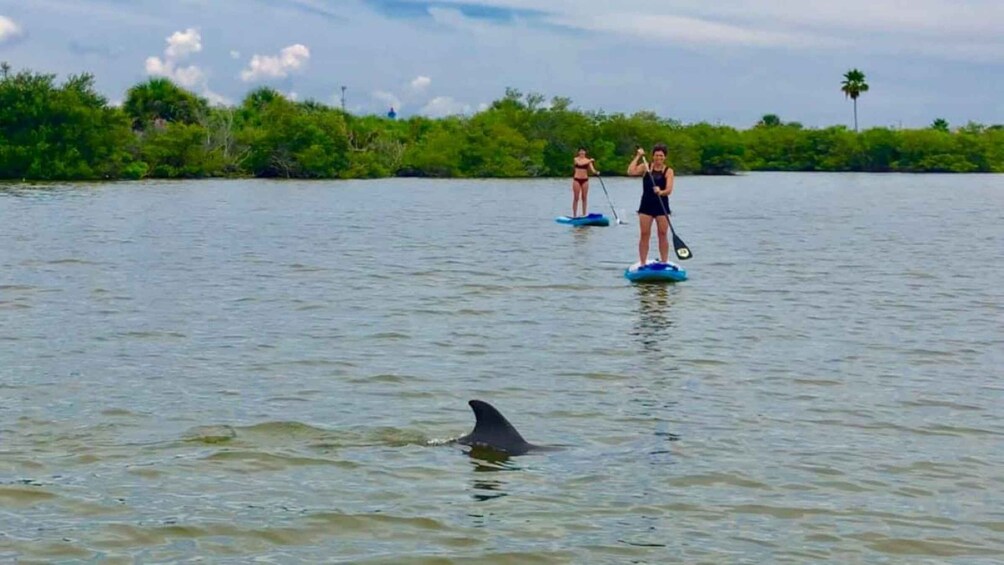 Picture 7 for Activity Merritt Island: Guided Kayak or SUP Tour Along Banana River