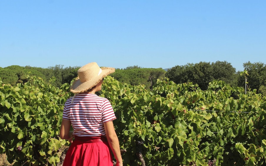 Picture 4 for Activity Vintage wine tour in Saint-Tropez