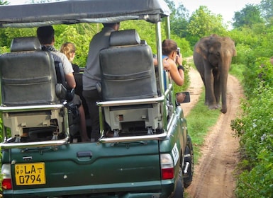 Yala National Park: Leoparden-Safari Ganztagestour mit Mittagessen