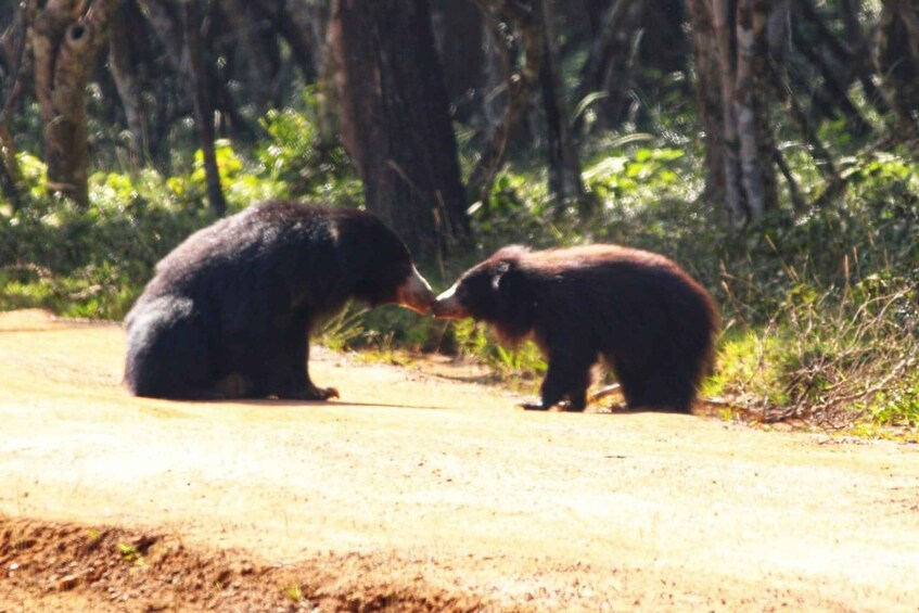 Picture 2 for Activity Yala National Park: Leopard Safari Full day tour with Lunch