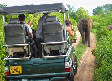 Yala National Park: Leoparden-Safari Ganztagestour mit Mittagessen