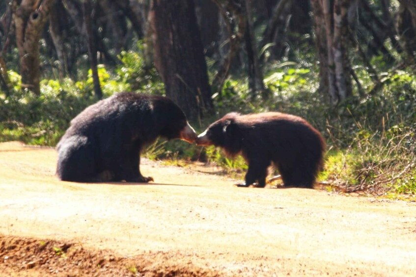 Picture 2 for Activity Yala National Park: Leopard Safari Full day tour with Lunch