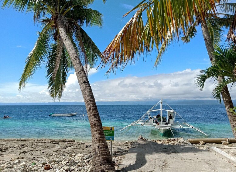 Picture 7 for Activity Cebu: Oslob Whale Sharks, Moalboal Sardine Run & Sea Turtles