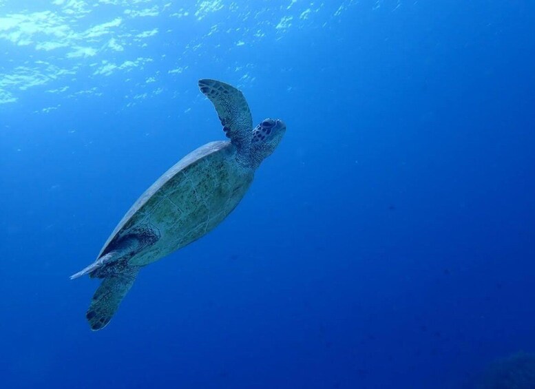 Picture 6 for Activity Cebu: Oslob Whale Sharks, Moalboal Sardine Run & Sea Turtles