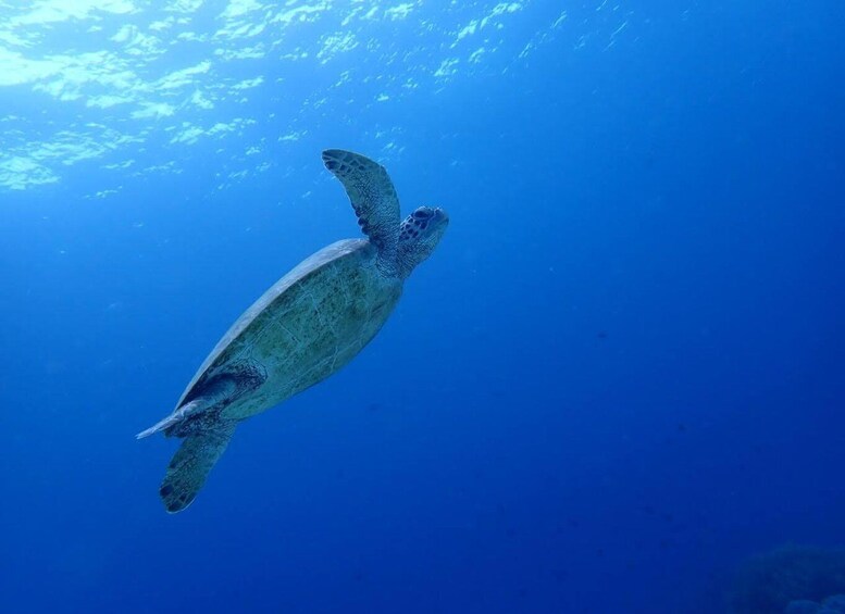 Picture 6 for Activity Cebu: Oslob Whale Sharks, Moalboal Sardine Run & Sea Turtles