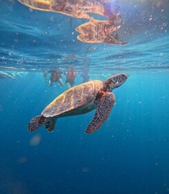 Cebu : requins-baleines d'Oslob, course de sardines de Moalboal et tortues ...