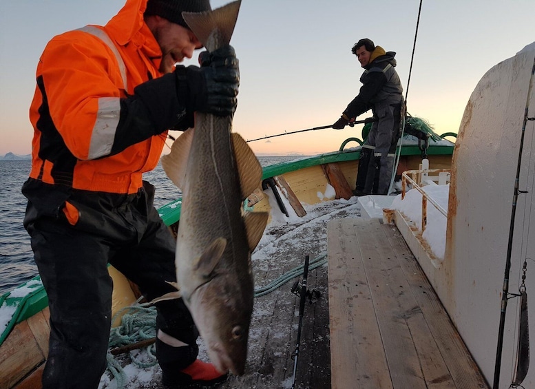 Picture 6 for Activity From Svolvaer: Lofoten Fishing Boat Cruise