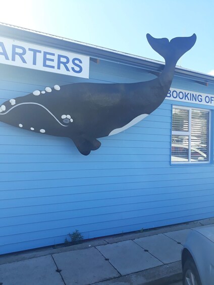 From Cape Town: Hermanus Whale Watching Tour with Transfer