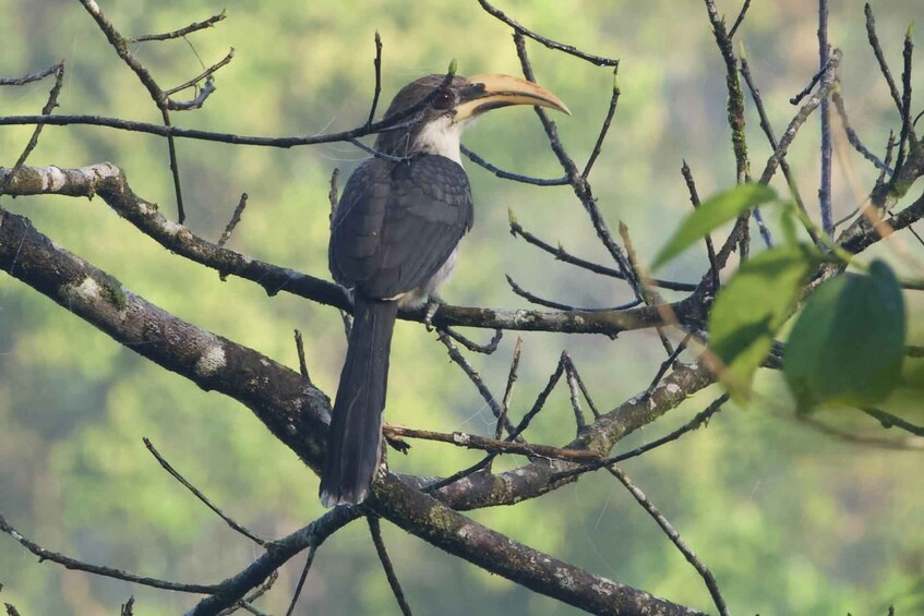 Picture 3 for Activity From Udawalawe:Sinharaja Rain Forest Private Day Tour