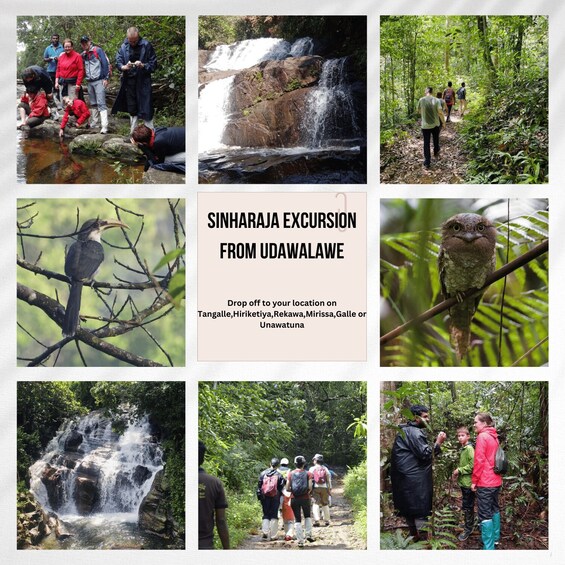 From Udawalawe:Sinharaja Rain Forest Private Day Tour