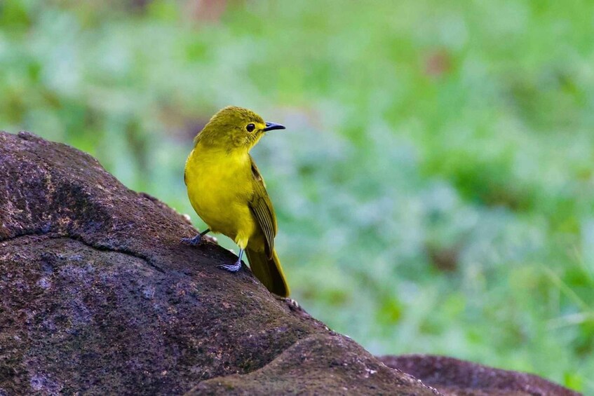 Picture 1 for Activity From Udawalawe:Sinharaja Rain Forest Private Day Tour