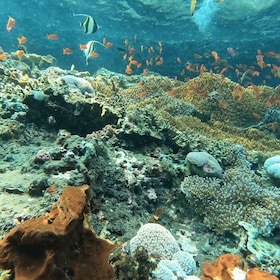 Sanur: Coastal Area Snorkelling Session
